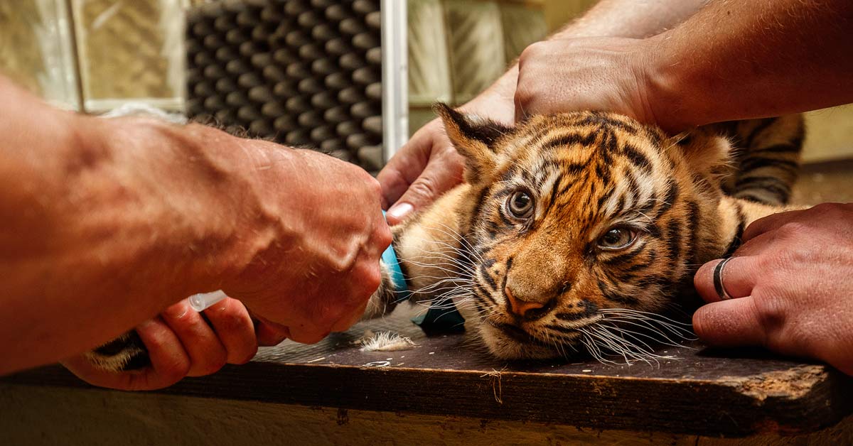 El zoológico de Detroit vacunará a gorilas, chimpancés, tigres y leones contra el COVID-19 El zoológico de Detroit vacunará a gorilas, chimpancés, tigres y leones contra el COVID-19
