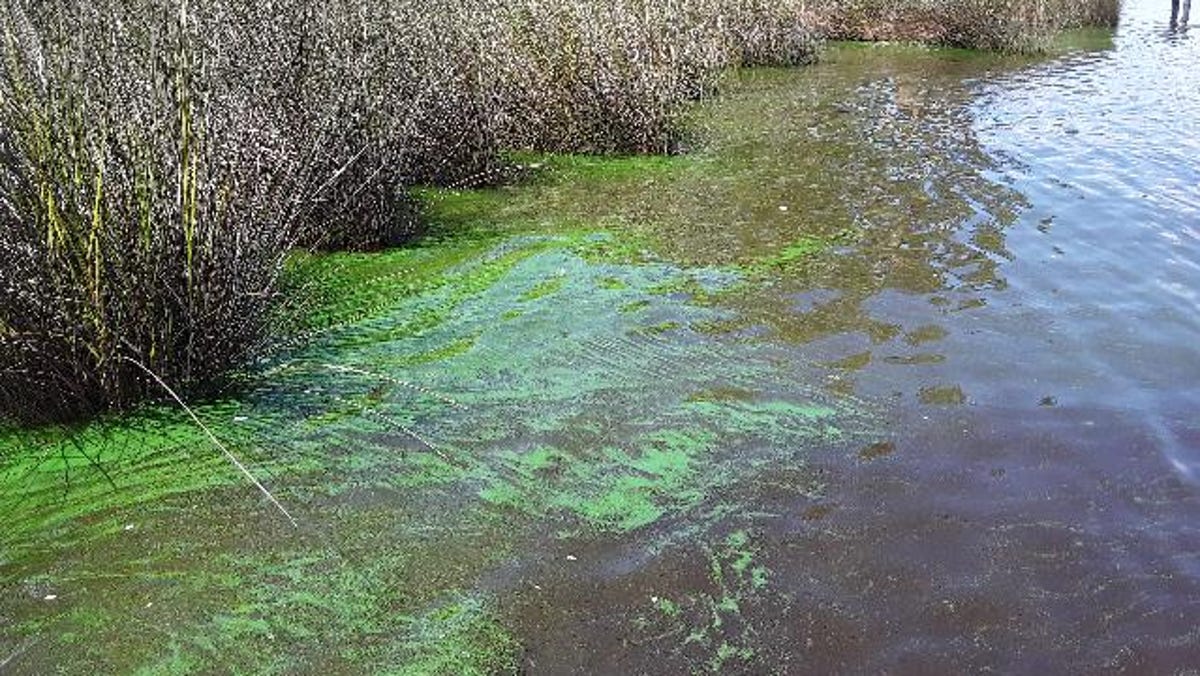 Riverkeeper advierte sobre altos niveles de toxinas encontrados en muestras del río St. Johns