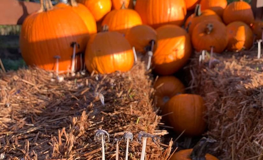 Celestial Farm te invita a su evento de halloween ¡Ponte tu disfraz y asiste!