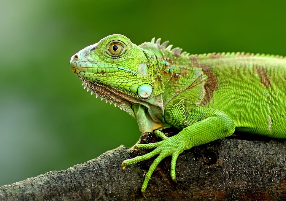Advierten «lluvia» de iguanas en Florida por las bajas temperaturas Advierten «lluvia» de iguanas en Florida por las bajas temperaturas