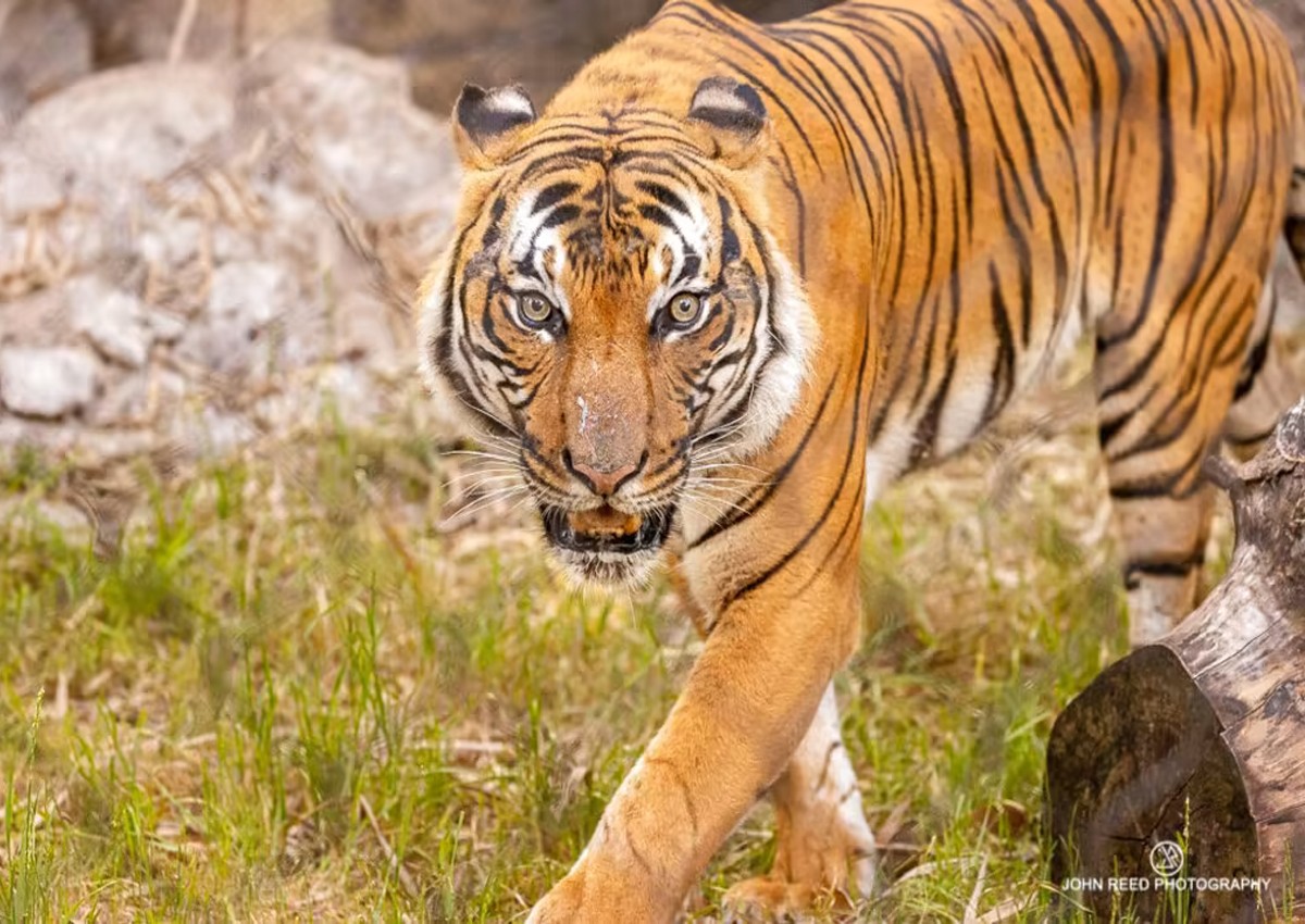 Jacksonville Zoo and Gardens muestra su nuevo integrante “Bashir” un tigre malayo en peligro de extinción