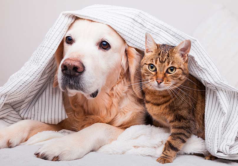 Animal Care & Protective Services de Jacksonville te da la oportunidad de empleo