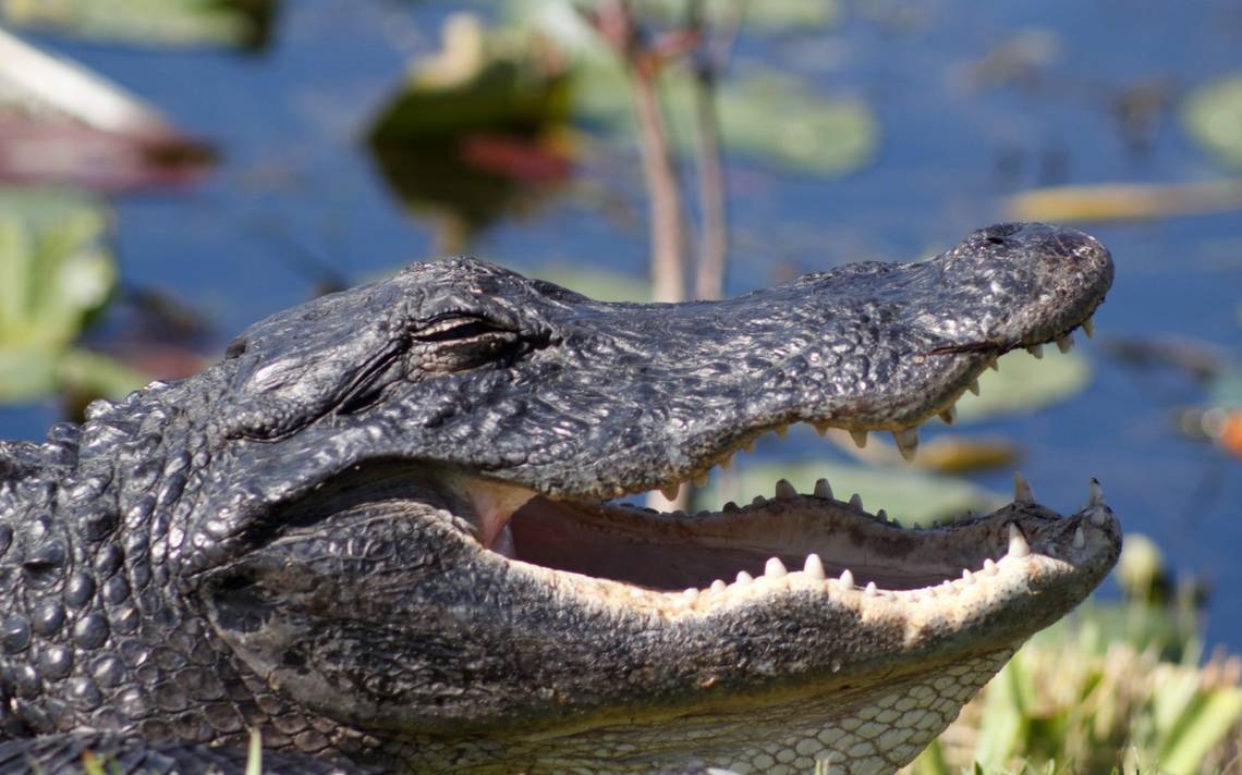 Mujer de 85 años muere tras defender a su perro atacado por caimán en Florida