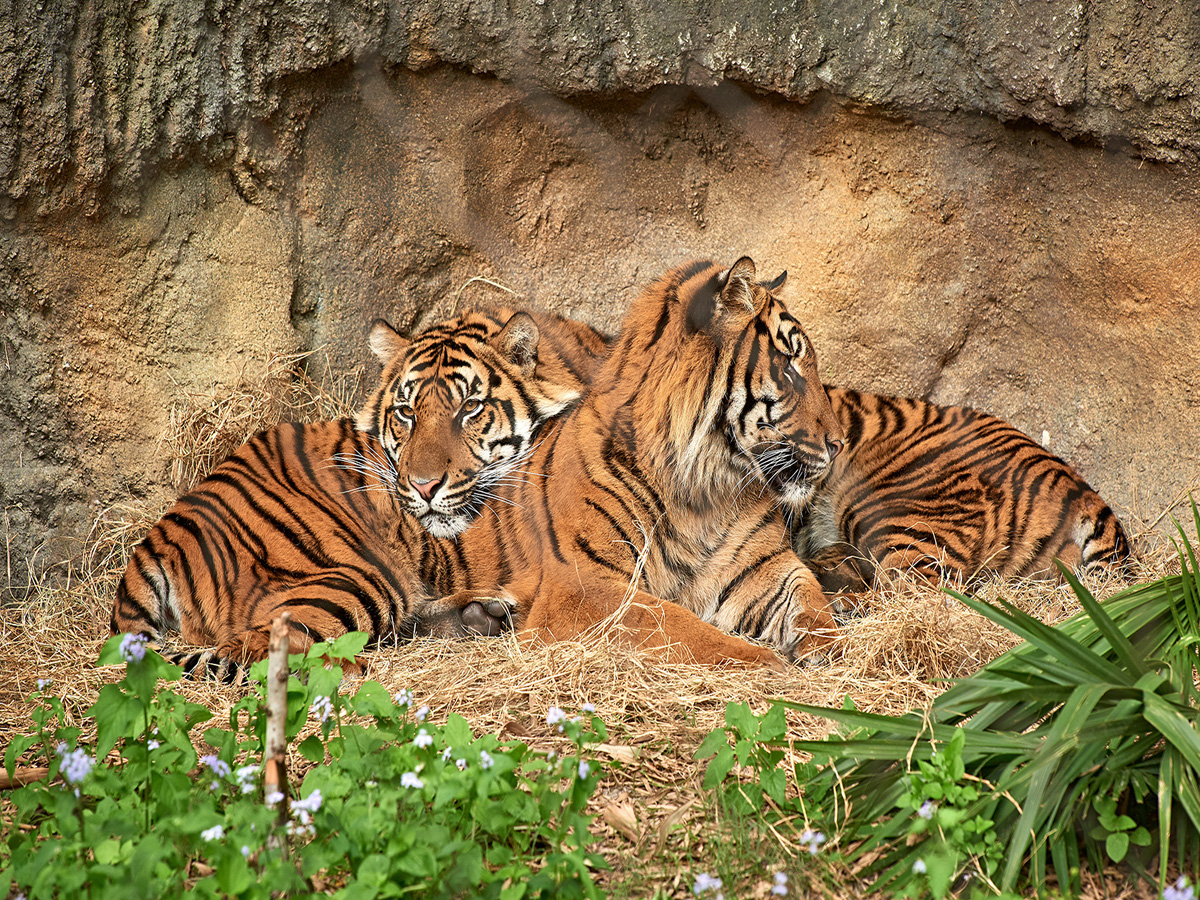Jacksonville Zoo and Gardens gana reconocimiento nacional por la exhibición Land of the Tiger Jacksonville Zoo and Gardens gana reconocimiento nacional por la exhibición Land of the Tiger