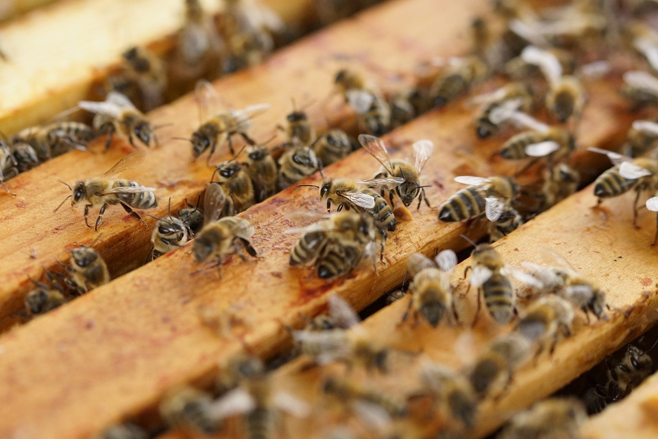 Accidente de camión en la I-10 en dirección oeste y la US-301 deja libre un millón de abejas