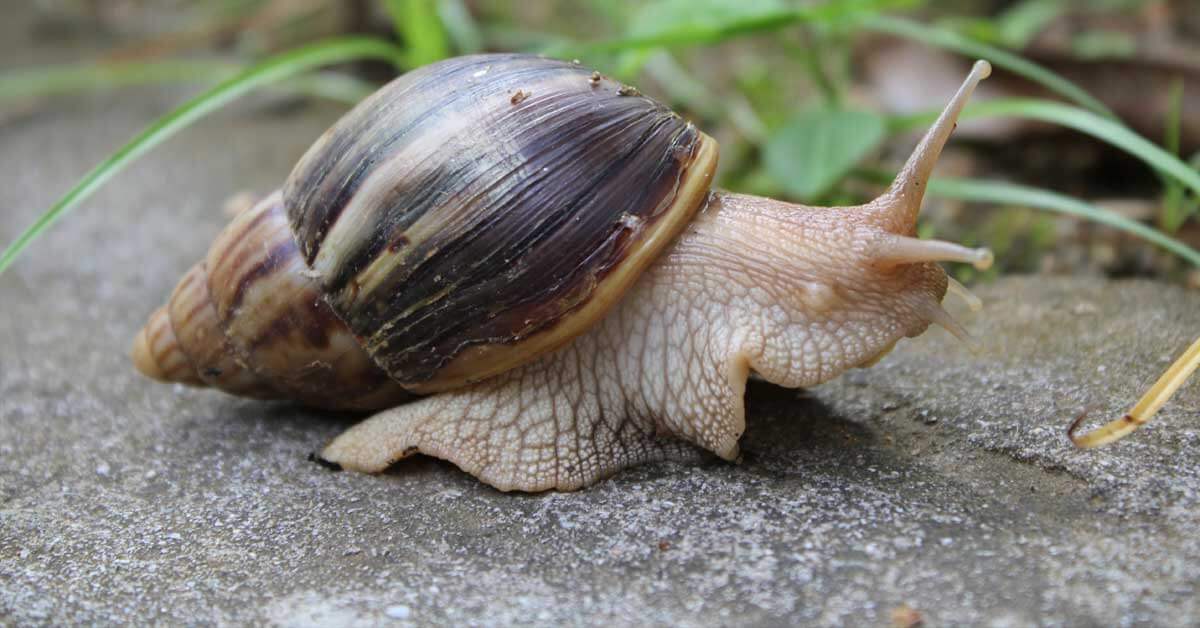 En cuarentena algunas zonas del condado Broward por invasión de caracoles gigantes En cuarentena algunas zonas del condado Broward por invasión de caracoles gigantes