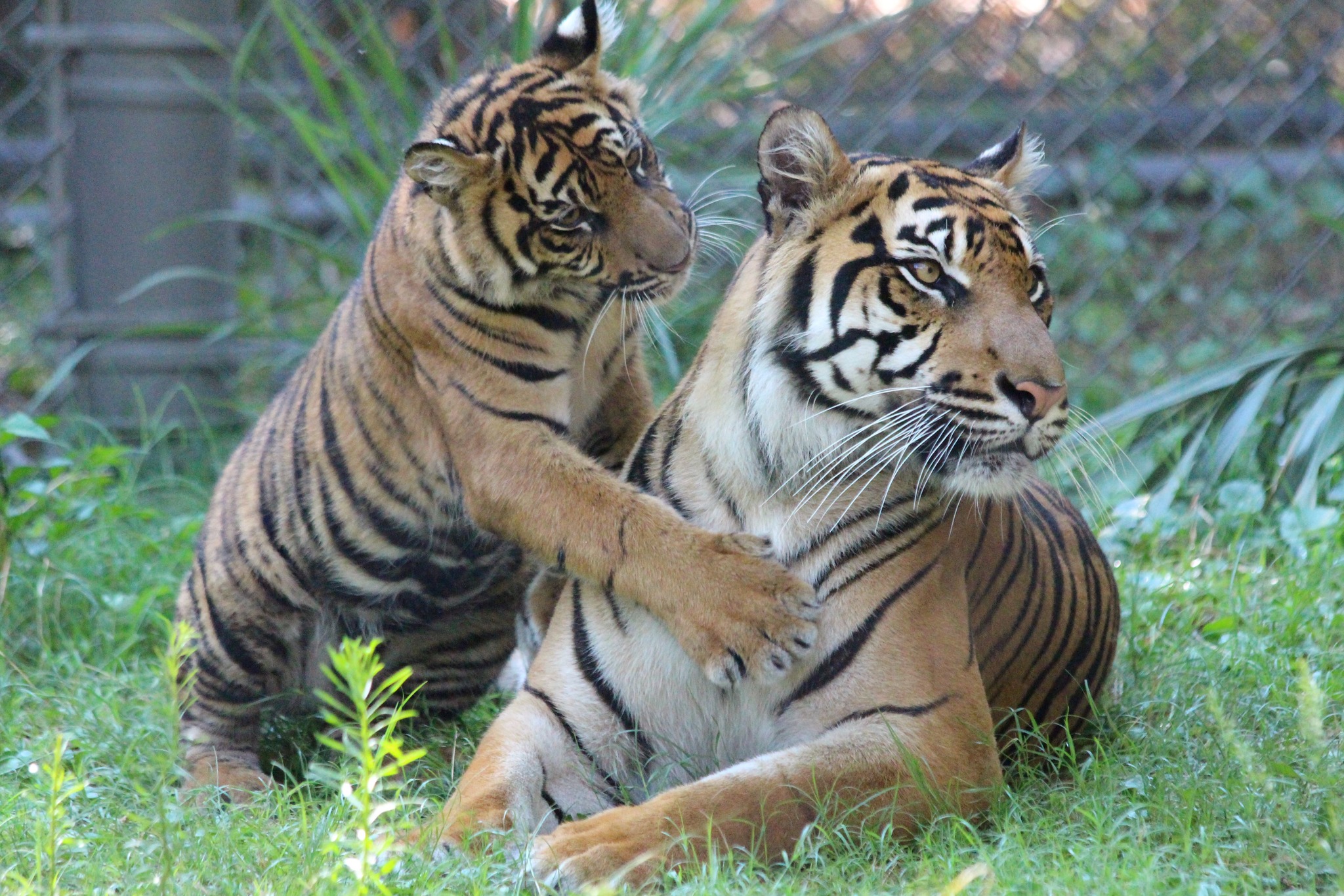 De luto el zoológico y jardines de Jacksonville por la inesperada muerte de la tigresa “Lucy” De luto el zoológico y jardines de Jacksonville por la inesperada muerte de la tigresa “Lucy”