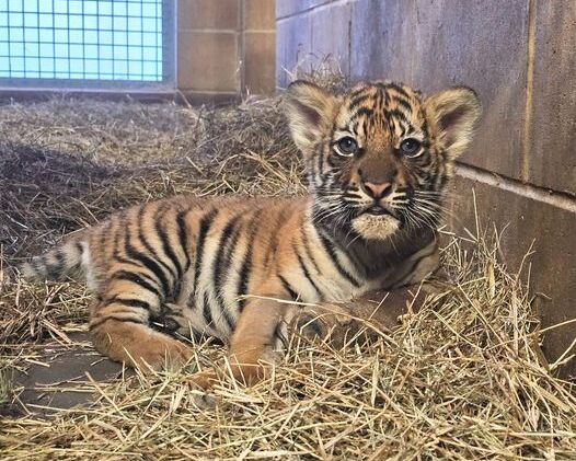 El zoológico y jardines de Jacksonville busca nombre para una adorable cachorra de tigre malayo