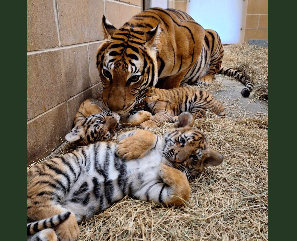 El Zoológico y Jardines de Jacksonville presenta oficialmente a Mina, Machli y Beppy los nuevos cachorros de tigre malayo El Zoológico y Jardines de Jacksonville presenta oficialmente a Mina, Machli y Beppy los nuevos cachorros de tigre malayo