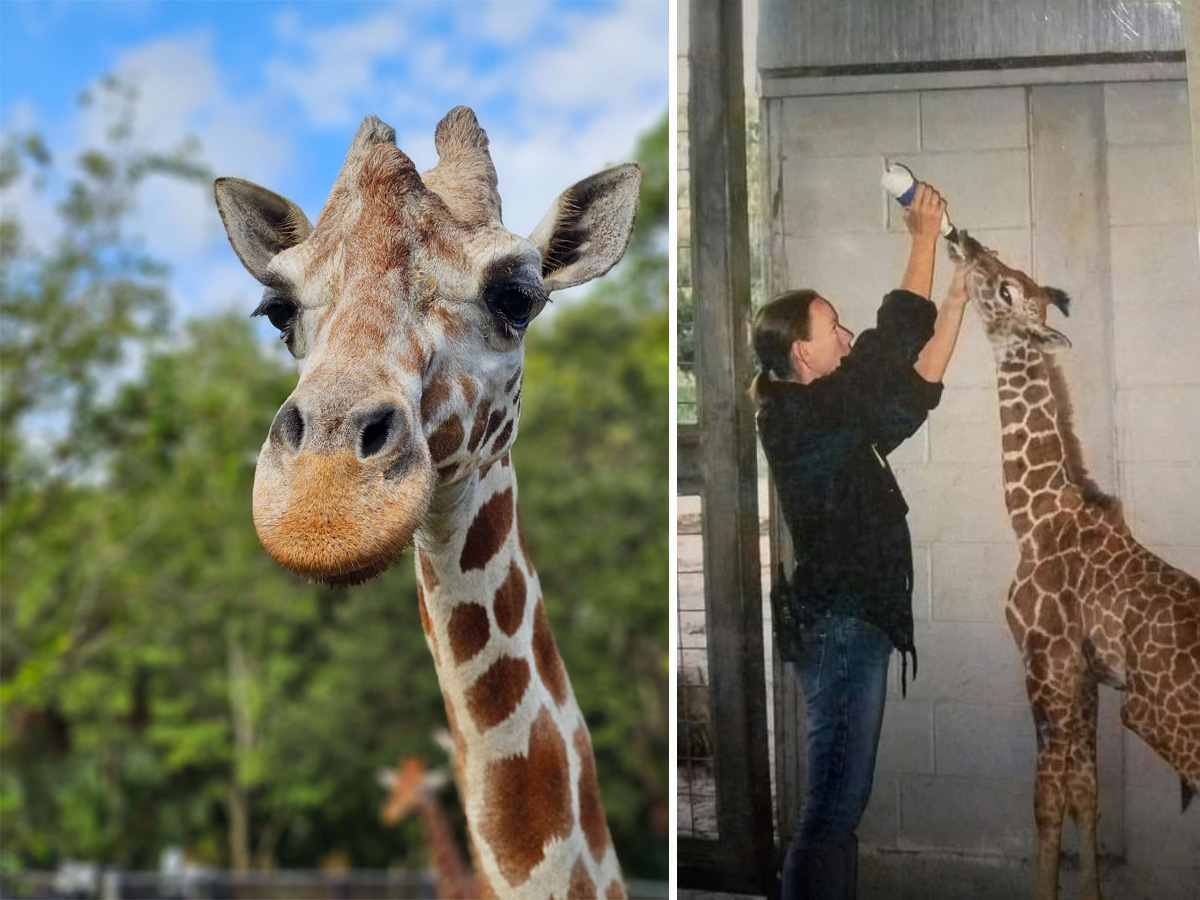 Muere la jirafa Spock de 22 años en el zoológico de Jacksonville Muere la jirafa Spock de 22 años en el zoológico de Jacksonville