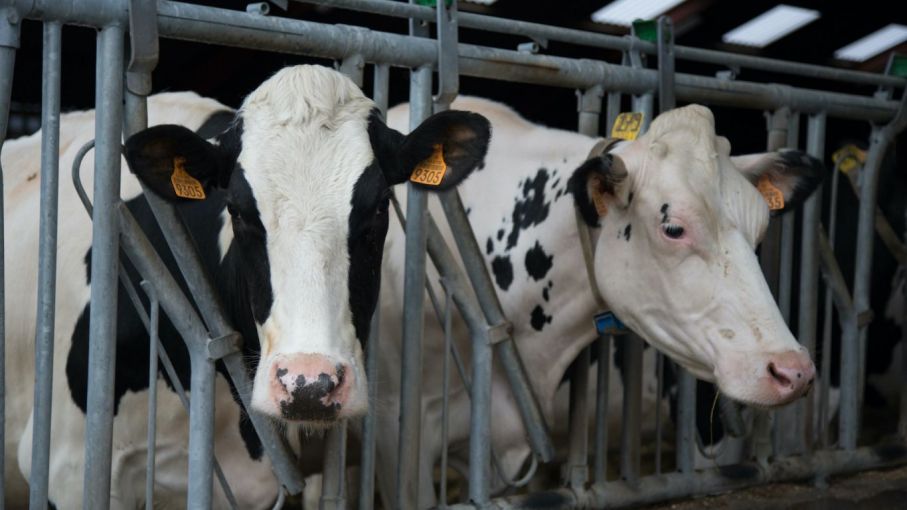 Detectan el primer caso humano de gripe aviar transmitido por una vaca en Texas Detectan el primer caso humano de gripe aviar transmitido por una vaca en Texas