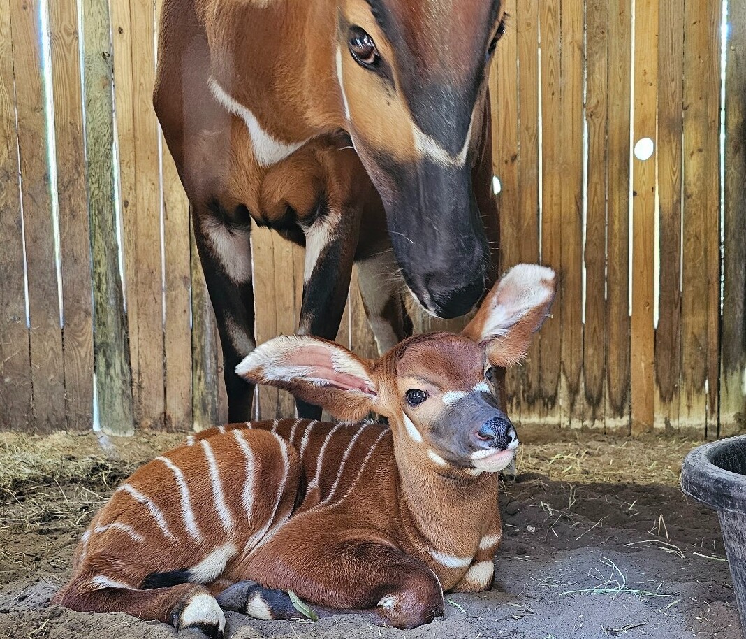 El zoológico y jardines de Jacksonville dio la bienvenida a la nueva cría de ternero bongo oriental El zoológico y jardines de Jacksonville dio la bienvenida a la nueva cría de ternero bongo oriental