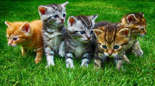 Jacksonville Humane Society está en la búsqueda de nombres para sus nuevos gatitos