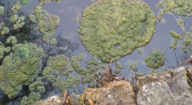 Autoridades sanitarias del Condado de Clay emiten alerta tras encontrar toxinas de algas verdeazuladas en Doctors Lake