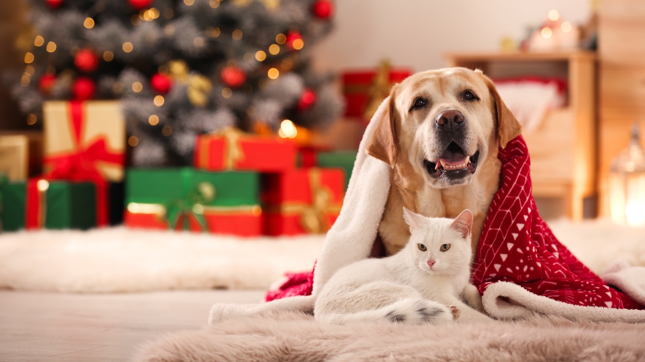 Los refugios de animales JHS y ACPS ofrecen un programa de acogida de Noche de Paz y adopciones gratuitas de mascotas para las fiestas
