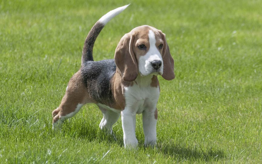 Primer evento de adopción «Fiesta de patitas en el Parque de Perros de Springfield»