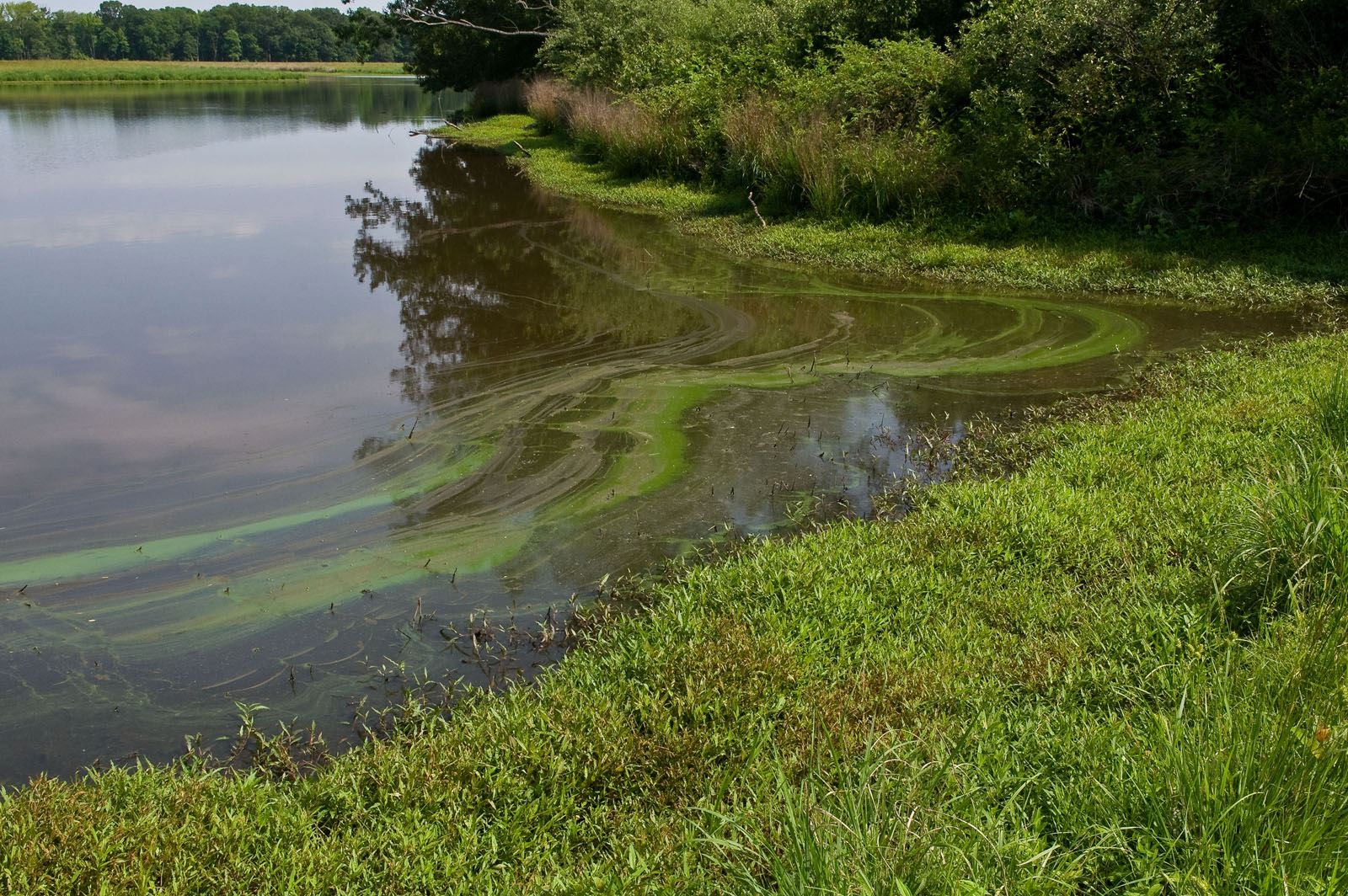 Alerta sobre la calidad del agua de varias vías fluviales en la isla Amelia