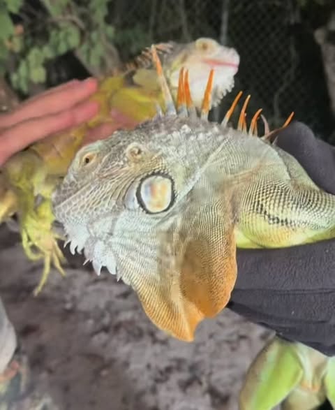 PRIMERAS CAIDAS DE LAS IGUANAS EN LA FLORIDA PRIMERAS CAIDAS DE LAS IGUANAS EN LA FLORIDA