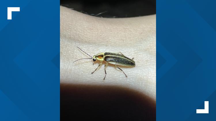 ¿Dónde han estado las luciérnagas y por qué regresan al condado de Camden?