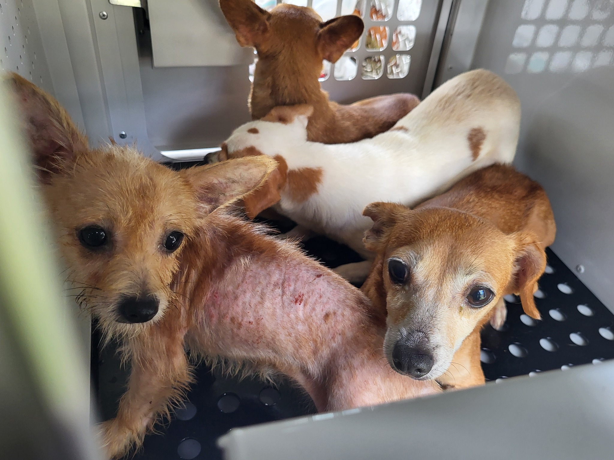 CASA DE LOS HORRORES” EN PALM COAST: RESCATAN 51 PERROS VIVIENDO ENTRE DESECHOS, JAULAS OXIDADAS Y CALOR EXTREMO