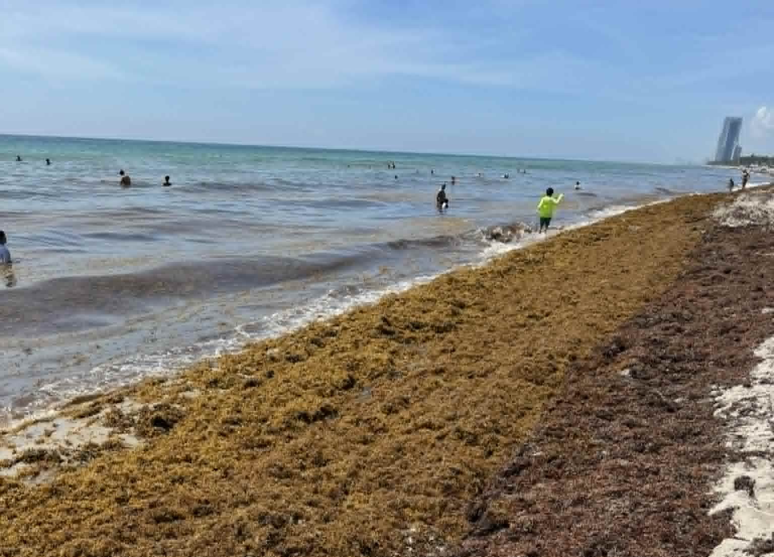 ALERTAN SOBRE EL SARGAZO EN FLORIDA: NO RECOMIENDAN COMERLO ALERTAN SOBRE EL SARGAZO EN FLORIDA: NO RECOMIENDAN COMERLO