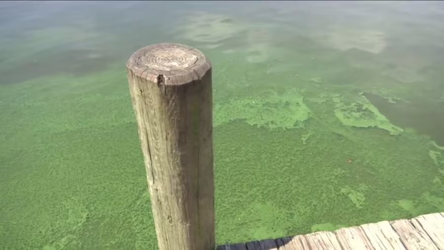 JACKSONVILLE,HOY.El Departamento de Salud de Florida en Clay County emitió una alerta luego de detectar toxinas de alga verdeazul en Duck Creek, un canal que desemboca en la parte suroeste de Doctors Lake.