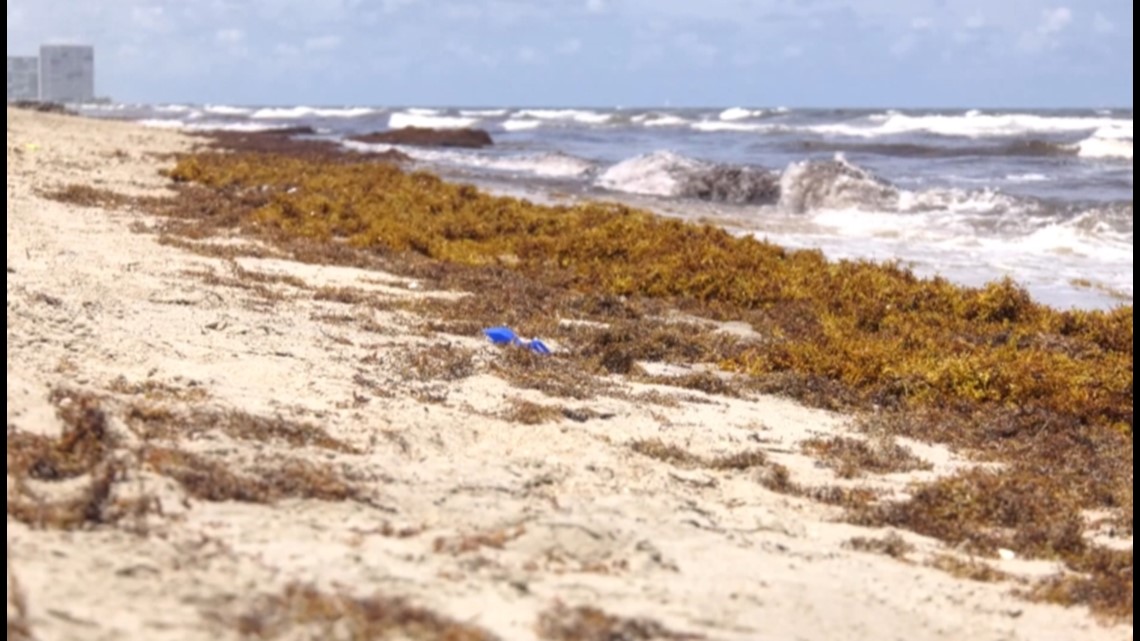 “HUELE A MUERTE”: INVASIÓN MASIVA DE ALGAS SARGAZO GOLPEA JACKSONVILLE BEACH Y DESATA CRISIS DE OLORES