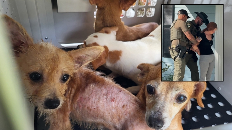 Mujer de Palm Coast arrestada por delito grave de crueldad animal después de que le confiscaran 51 perros de su casa