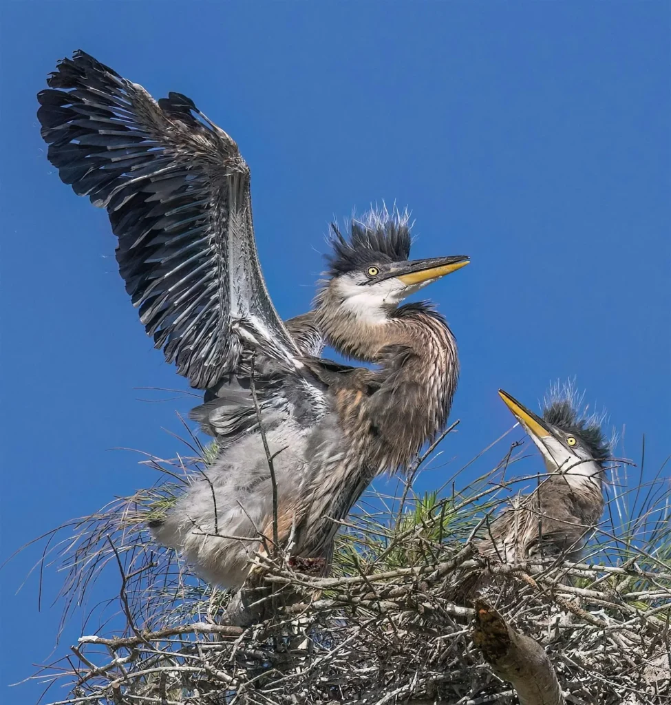 QUÉ HACER | Exposición fotográfica de Wild Amelia; Limpieza de playas; Celebración del Día de la Emancipación