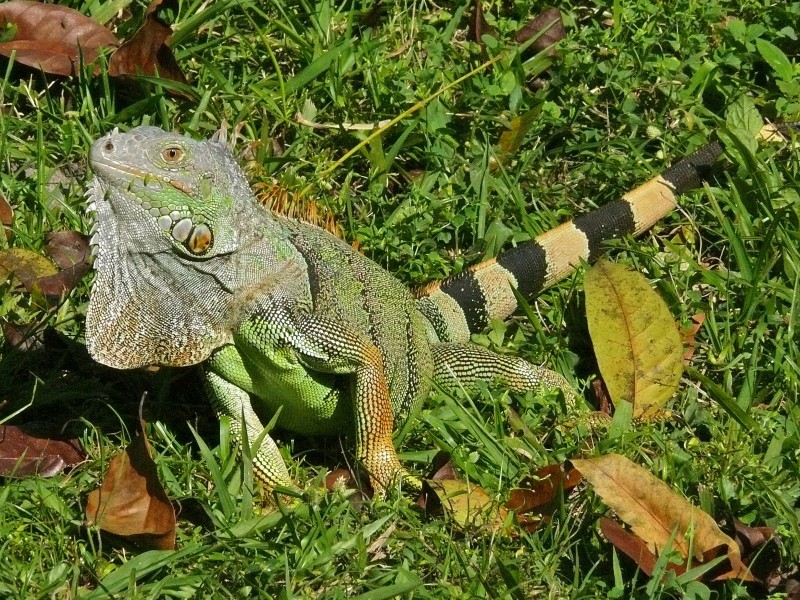 LECTORA COMPARTE ENCUENTRO CON UNA IGUANA DURANTE SUS VACACIONES EN PUERTO RICO