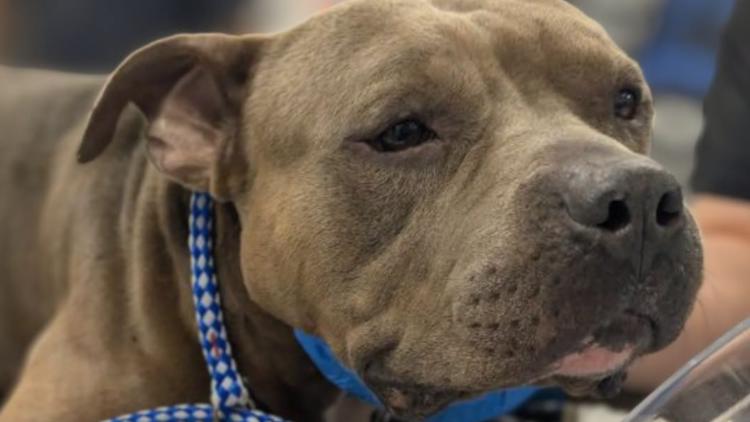Perro encontrado al costado de la carretera se cree que fue apuñalado varias veces; ACPS busca sospechoso