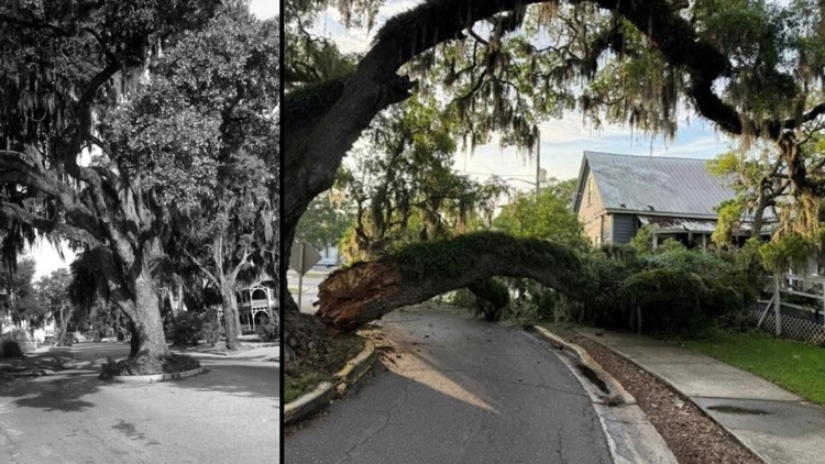 El histórico ‘Kate’s Tree’ de Amelia Island resultó dañado por una tormenta reciente