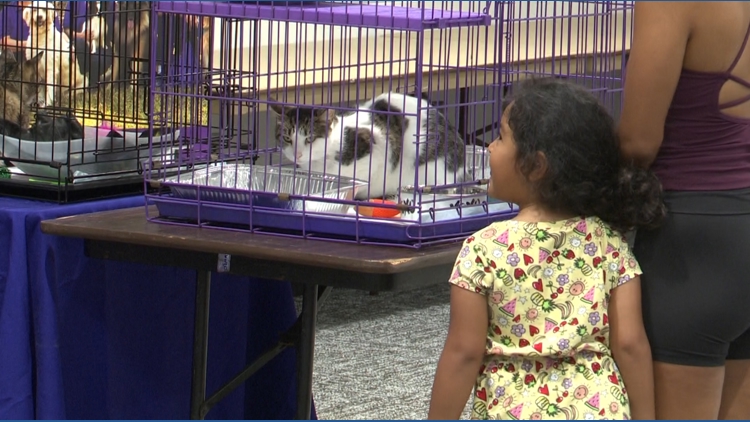 ¡Felices colas! Casi 300 perros y gatos adoptados en el MEGA evento de adopción de mascotas en Jacksonville