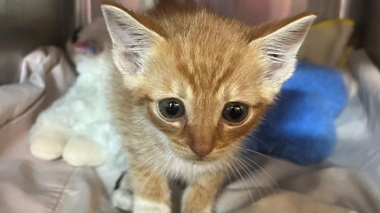 ACPS necesita urgentemente adoptantes y hogares de acogida de gatos después de un número «abrumador» de admisiones