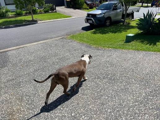 VECINOS DE BEACH HAVEN DENUNCIAN PERRO AGRESIVO SUELTO