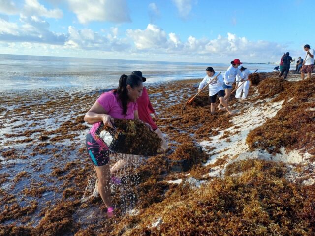 INVASIÓN DE SARGAZO EN LAS PLAYAS DE JACKSONVILLE BEACH GENERA PREOCUPACIÓN
