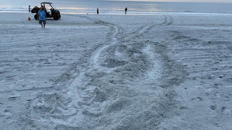 Un número récord de tortugas marinas anidan en las playas de Duval mientras Florida sigue el auge de la anidación