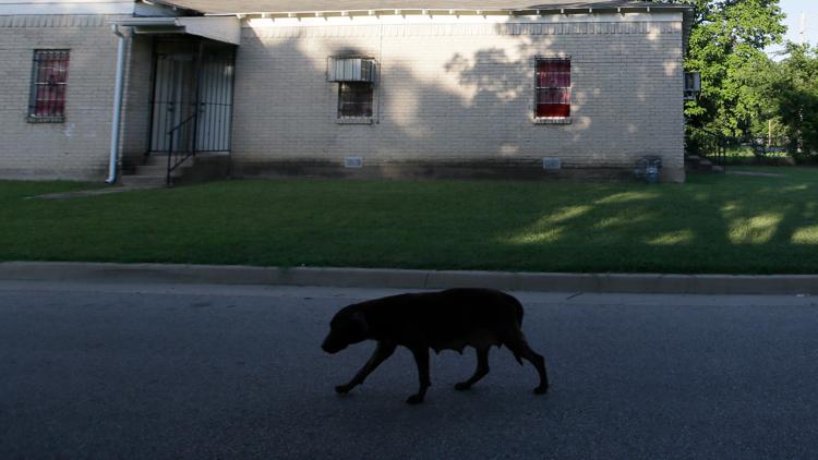La reforma propuesta a la ordenanza sobre animales del condado de Glynn agrega requisitos de esterilización y castración y reglas de sujeción