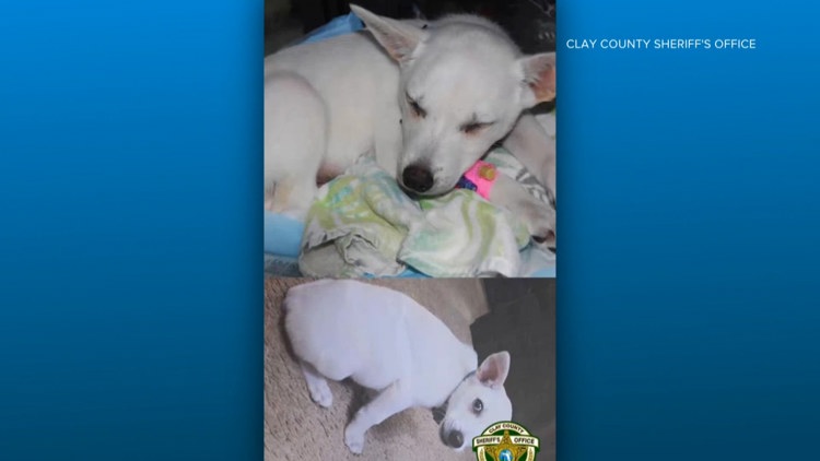 El sheriff dice que la pareja de Middleburg que se volvió viral pidiendo ayuda en un caso de abuso de perros mintió sobre su muerte