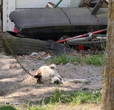 JACKSONVILLE BEACH PODRÍA EXPULSAR DEL PARQUE CANINO A PERSONAS INVESTIGADAS POR CRUELDAD ANIMAL