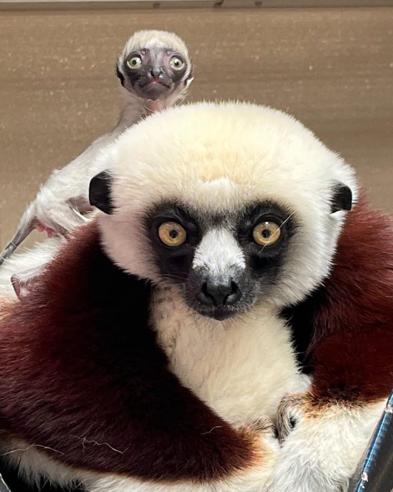 NACE UNA ADORABLE CRÍA DE LÉMUR EN PELIGRO DE EXTINCIÓN EN EL ZOOLÓGICO Y JARDÍN BOTÁNICO DE JACKSONVILLE