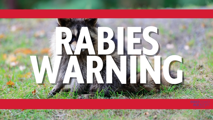 St. Johns County raccoon tests positive for rabies | What to know