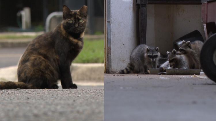 77-year-old Jacksonville warehouse owner arrested in raccoon feeding case, says food was for cats 77-year-old Jacksonville warehouse owner arrested in raccoon feeding case, says food was for cats