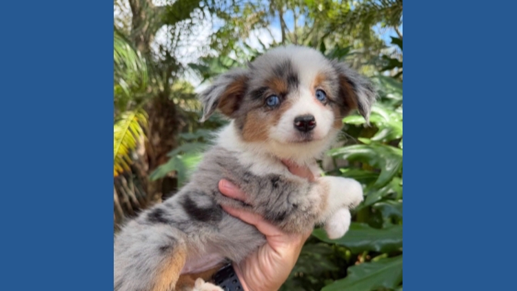 Jacksonville pet store owner seeks help recovering stolen animals Jacksonville pet store owner seeks help recovering stolen animals