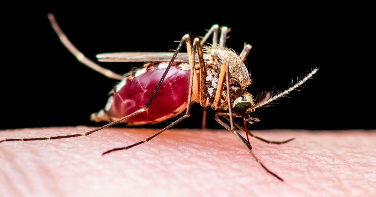 CONFIRMAN CASO HUMANO DEL VIRUS DEL NILO OCCIDENTAL EN EL CONDADO DE DUVAL