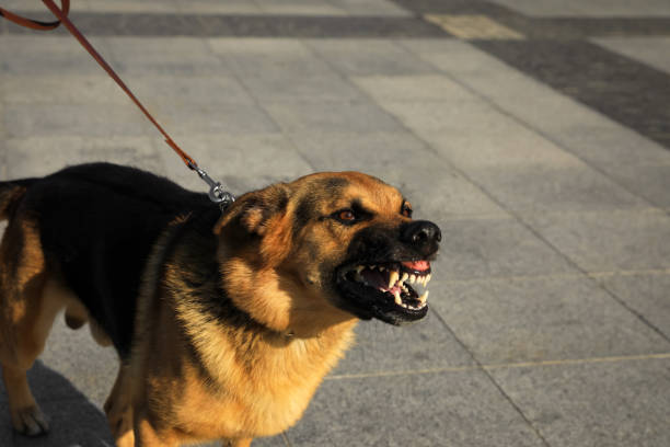 ¿LA POLÍTICA DE «NO SACRIFICAR» PERROS EN LOS REFUGIOS DEJA A LOS PERROS PELIGROSOS EN LAS CALLES?