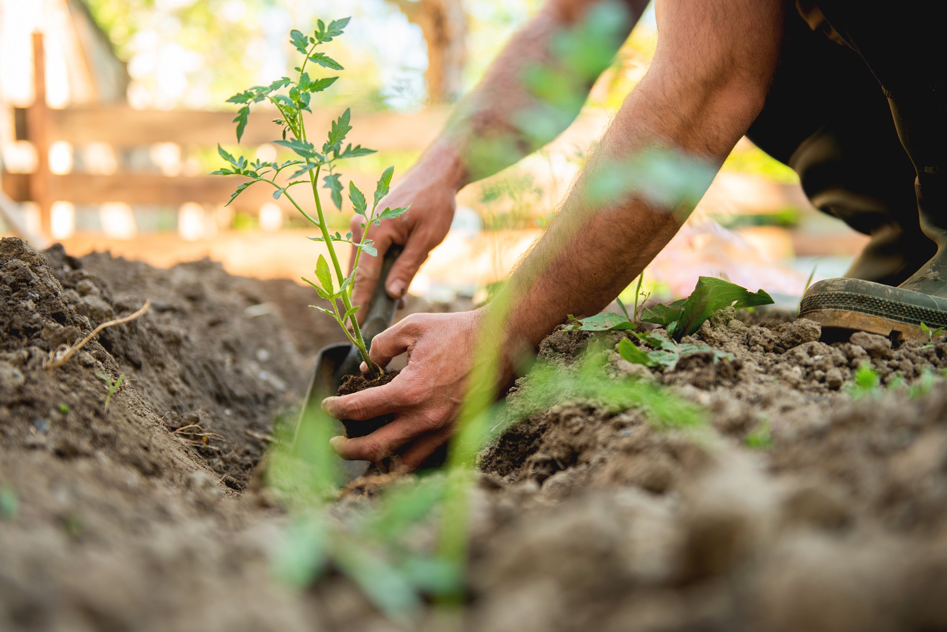 PROPONEN LEY «FREE TO GARDEN» EN EL CONCEJO MUNICIPAL PARA FOMENTAR EL CULTIVO URBANO